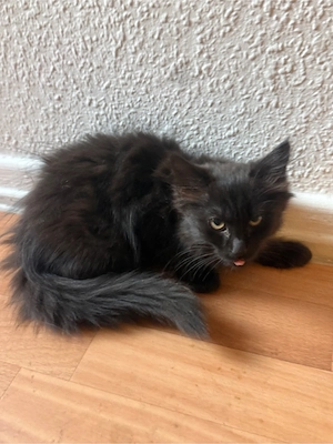 Drei liebe volle kitzen suchen neues Zuhause :)