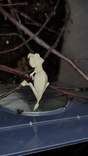 1.1 Uroplatus ebenaui 