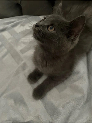    Süßer Kurzhaar-Kater   verspielt, ruhig & kinderlieb