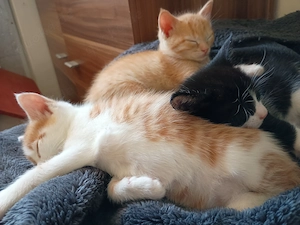 Zauberhafte fünf Maine Coon Kitten suchen ihr Für-immer-Zuhause!