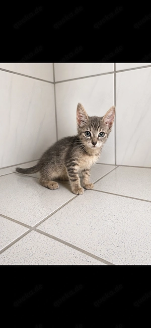 kitten in gute hände abzugeben 