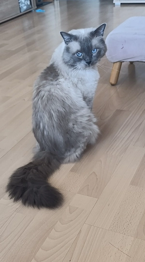 Ragdoll Kater 