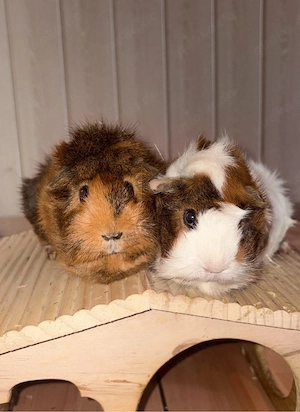 2 Meerschweinchen Weibchen zusammen abzugeben