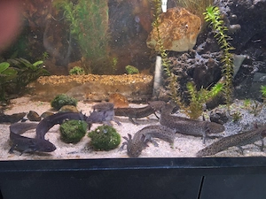 Axolotl Jungtiere