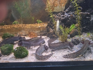Axolotl Jungtiere