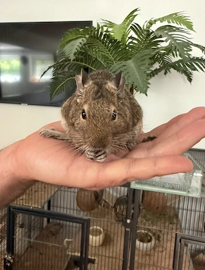 Drei Degus dringend abzugeben