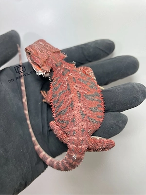 Bartagamen Männchen (Pogona vitticeps) half red Monster half extreme red blue Tiger het Hypo  