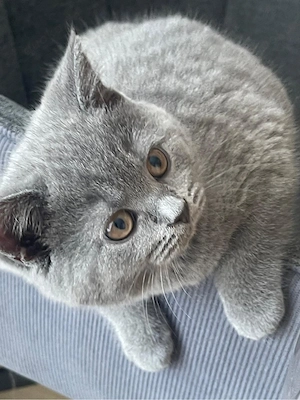 BKH-Kitten Reinrassig!