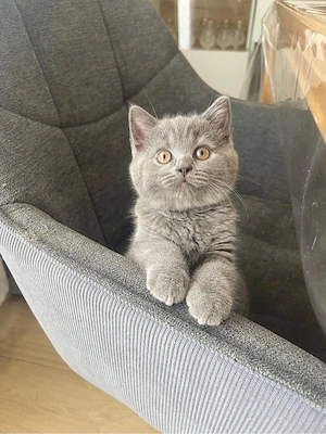 Noch eine BKH-Kitten Reinrassig!