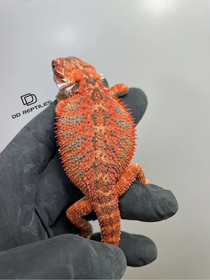 Bartagamen Männchen (Pogona vitticeps) half red Monster half extreme red blue Tiger het Hypo Bild 5