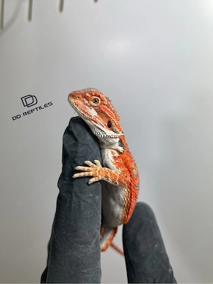 Bartagamen Männchen (Pogona vitticeps) half red Monster half extreme red blue Tiger het Hypo Bild 4