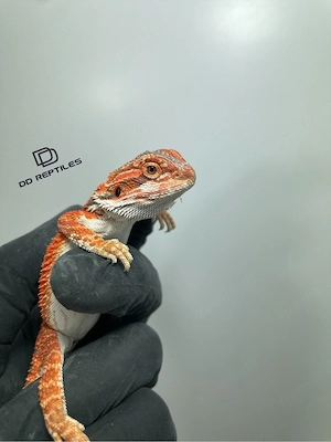 Bartagamen Männchen (Pogona vitticeps) half red Monster half extreme red blue Tiger het Hypo Bild 3
