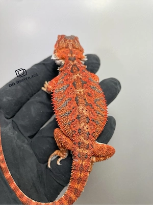 Bartagamen Männchen (Pogona vitticeps) half red Monster half extreme red blue Tiger het Hypo Bild 2