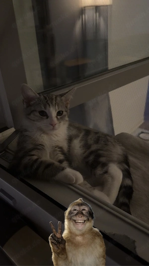 Europäisch Kurzhaar kitten 