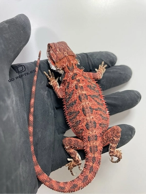 Bartagamen Männchen (Pogona vitticeps) half red Monster half extreme red blue Tiger het Hypo