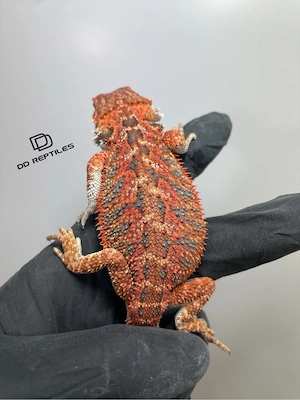 Bartagamen Männchen (Pogona vitticeps) half red Monster half extreme red blue Tiger het Hypo Bild 2