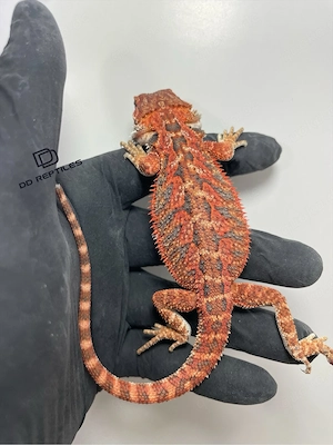 Bartagamen Männchen (Pogona vitticeps) half red Monster half extreme red blue Tiger het Hypo