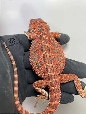Bartagamen Männchen (Pogona vitticeps) half red Monster half extreme red blue Tiger het Hypo Bild 5