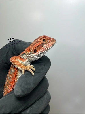 Bartagamen Männchen (Pogona vitticeps) half red Monster half extreme red blue Tiger het Hypo Bild 3