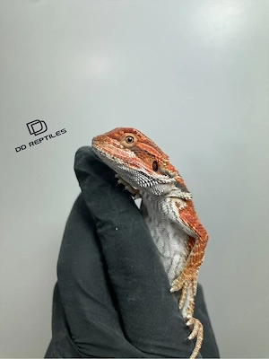 Bartagamen Männchen (Pogona vitticeps) half red Monster half extreme red blue Tiger het Hypo Bild 4