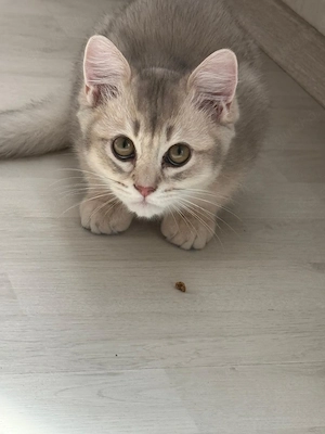 Reinrassige Britisch Kurzhaar (BKH) Kitten Golden Creme   wunderschön & verschmust