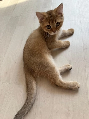 Reinrassige Britisch Kurzhaar (BKH) Kitten Golden Creme   wunderschön & verschmust