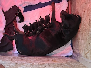 Wunderschöne Rottweiler Mischlinge 