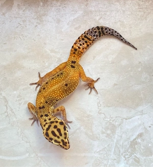 Afghan Tangerine Clown cross p.h Raptor Leopardgecko Weibchen
