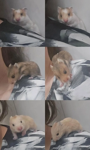 Extrem HANDZAHME FLAUSCHIGE Teddyhamster Satinglanz  Bild 1