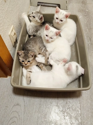 katzen suchen neues Zuhause  Bild 4