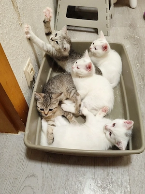 katzen suchen neues Zuhause  Bild 2