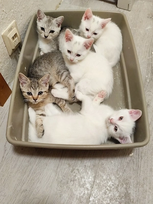 katzen suchen neues Zuhause  Bild 3