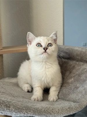 Schöne BKH kitten 
