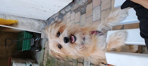 Eva ein Yorkshire Terrier Mix sucht ein Sofaplätzchen 
