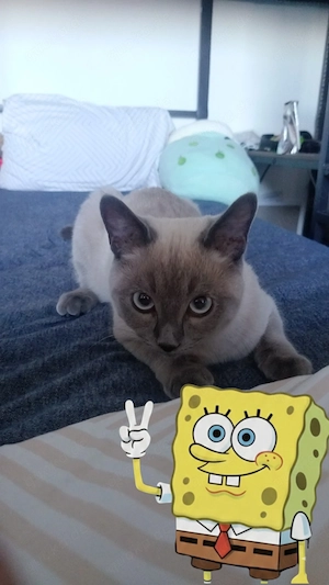 Siam ragdoll kitten suchen liebevolles Zuhause