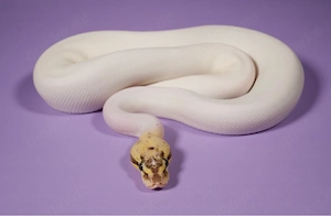 Königspython - Python regius 