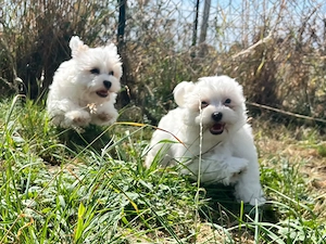 Havaneser - Baby's vom Hunsrück !!  NUN  dürfen wir in unsere NEUEN  FAMILIEN  !!