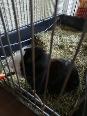 Zwergkaninchen mit Käfig 