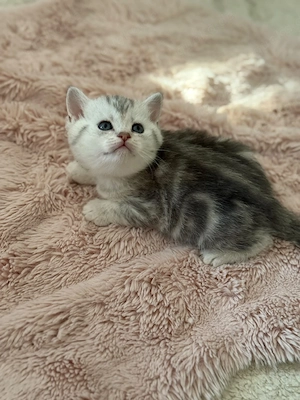    British Shorthair bkh    3 weibliche Kitten abzugeben   