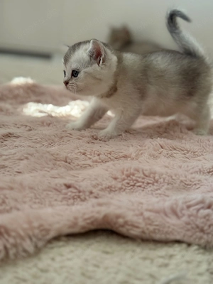 bkh tabby  british shorthair