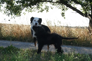 "Blue", junger altdeutscher Hütehund Welpe   Strobel in  gute Hände