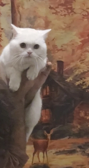 zwei wunderschöne Katzen suchen schnellstmöglich liebevolle Hände, 