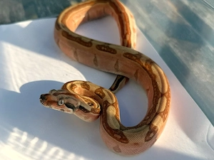 0.1 Hypo Labyrinth, Boa constrictor imperator