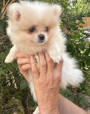Hübsche Pomeranian Zwergspitz Welpen