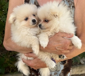 Hübsche Pomeranian Zwergspitz Welpen