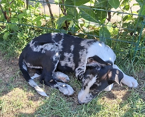 Australien Shepherd mix welpen