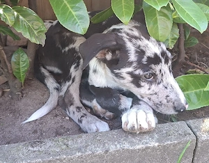 Australien Shepherd mix welpen