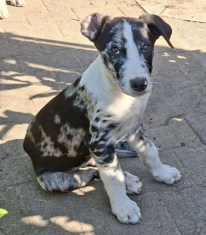 Australien Shepherd mix welpen