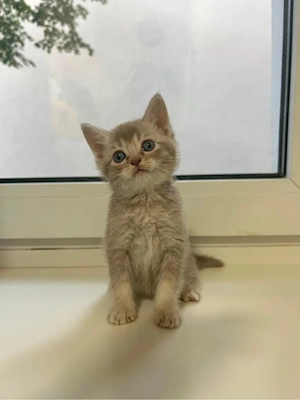 Unsere wunderschöne Siam-Katze hat am 10.04.2026 sechs gesunde Kater zur Welt gebracht.