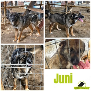 Juni könnte deine Begleiterin werden